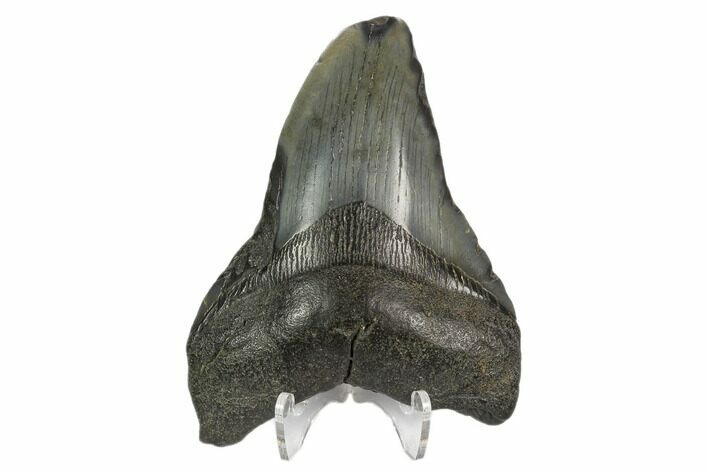 Bargain, Fossil Megalodon Tooth - South Carolina #124754